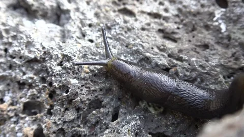 Black slug crawls across rough gray rock - Terrestrial Mollusk and Rock Surface Stock Footage 339399050