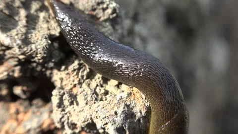 Black slug crawls across rough gray rock showing moist texture - Veronicellidae Stock Footage 339399539