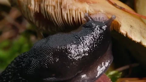Black slug  Stock Footage 286707917