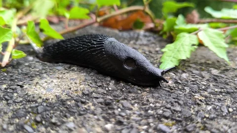 Black slug Video stock 327555813