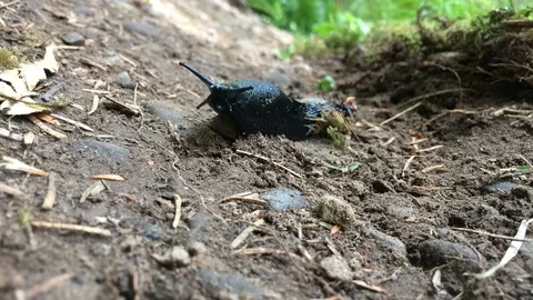 Black Slug On The Move - time lapse 動画素材 102490015