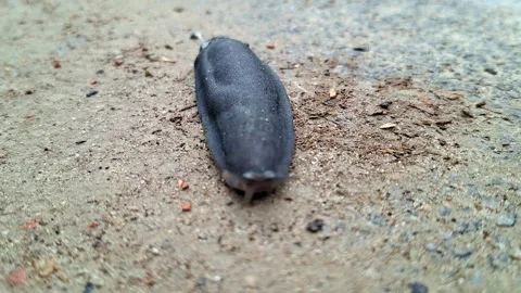 Black Slug Moving Across Coarse Concrete Ground Stock Footage 339638693