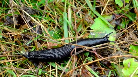 Black slug moving across grass Stock Footage 44546053