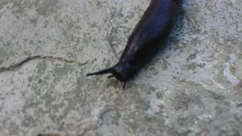 Black slug moving on concrete Stock Footage 234023726