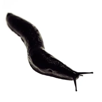 Black slug Stock Photos
