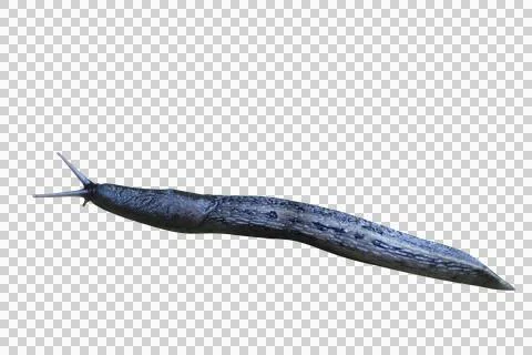 Black slug Stock Photos