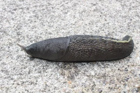 Black slug Stock Photos