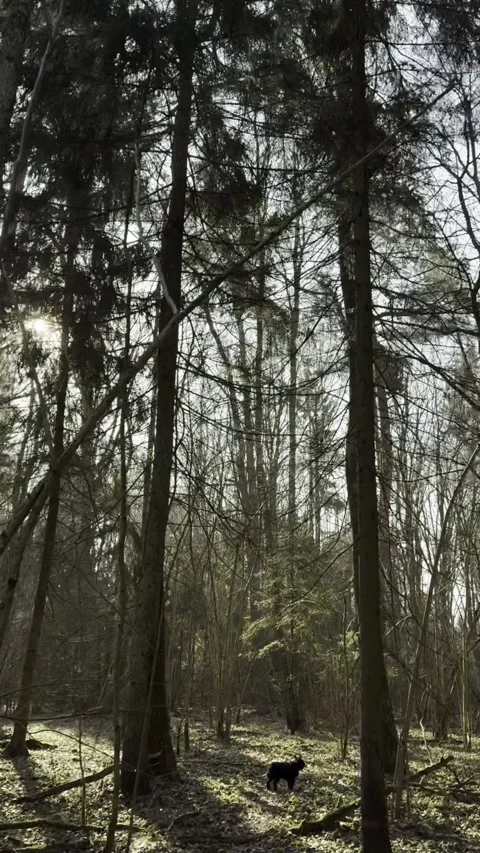 Black small dog is walking in morning forest Stock Footage 281189133