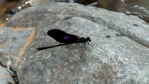 Black small dragonfly on the stone on the small river Stock Footage 123692736