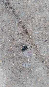 Black small insects on the ground Stockfoto's