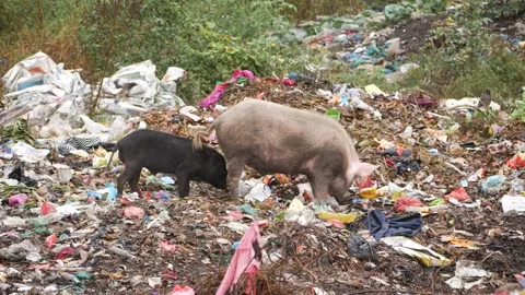 Black small pig feeding on it's mother's breast that is eating in garbages Stock Footage 225737445
