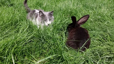 Black small rabbit with the cat walking in the green grass in the garden. Stock Footage 254178190