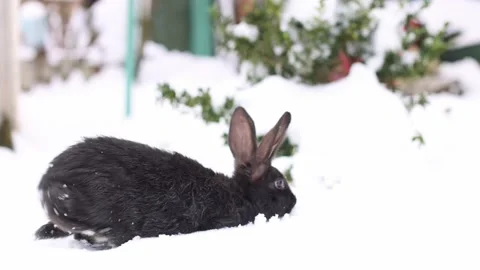 Black small rabbit walking and searching something on snow. Slow motion, 4K. Video stock 227119457