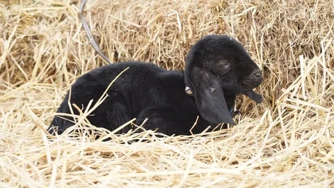 Black small sheep sleeping on the straw 스톡 동영상 92339272
