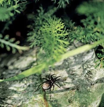 Black small spider on stone. Stock Photos