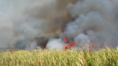 Black smoke and fire flame from burning grasslands rising in the air Stock Footage 132681525