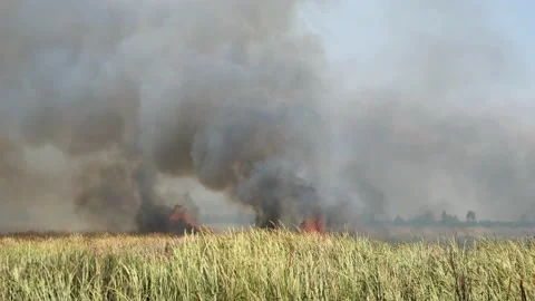 Black smoke and fire flame from burning grasslands rising in the air Stock Footage 132789285