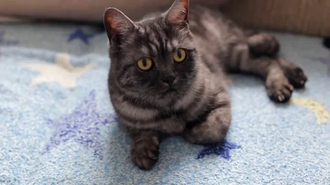 Black smoke tabby cat Video stock 69079248