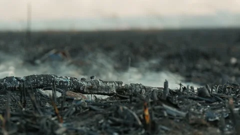 Black smoky stick on the burnt ashed ground after big fire in the forest. 4k Stock Footage