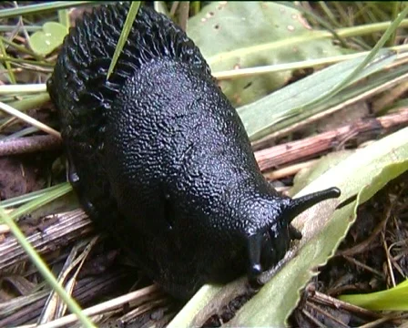 Black snail eating 動画素材 140657