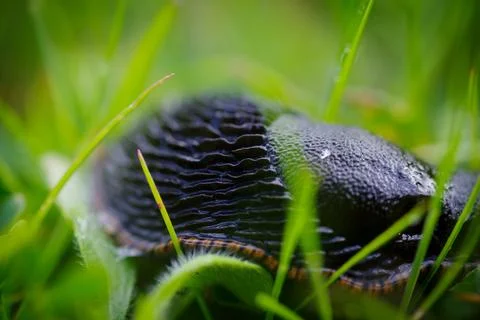 Black snail Stock Photos