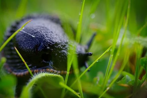 Black snail Stock Photos