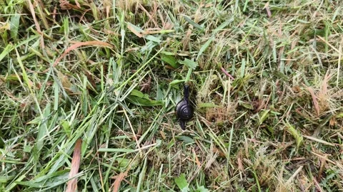 A black snail slowly moves across freshly cut grass. Stock Footage 326155342