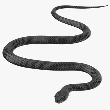 Black Snake 01 3D Model