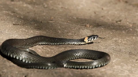 A black snake basks on a rock. Stock Footage 145518808