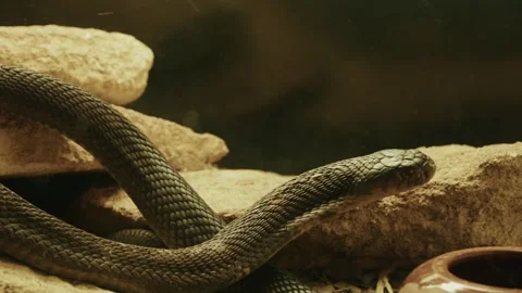 Black Snake Coiled on Rocks in Terrarium 動画素材 305703368