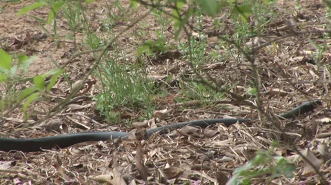 Black Snake Crawling Stock Footage 996088