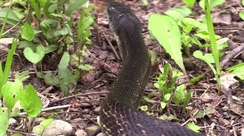 Black snake crawls away Video stock 63057409