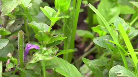 Black snake crawls into view Video stock 63055829