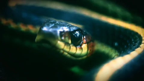 Black snake face closeup view Stock-Footage 274415341