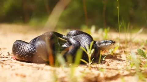Black Snake Stock Footage 10850116