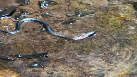 Black Snake Stock Footage 244687788