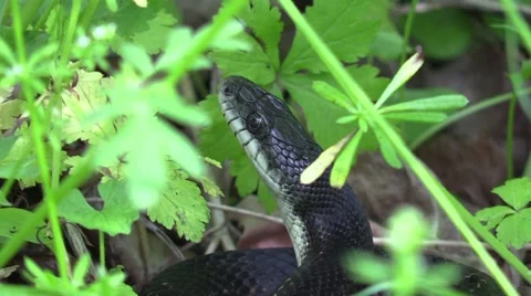 Black snake in forest close up on head Stock Footage 63056884