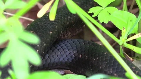 Black snake in forest Stock Footage 63057573