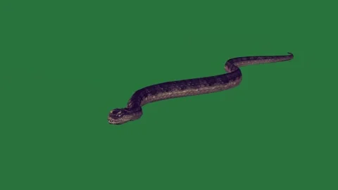 A black snake on green screen and large alligator swimming cat an image of sea Видео 335122350