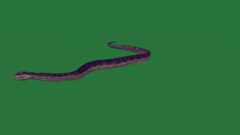 A black snake on green screen and bird flying through the air an alligator Видео 335122351