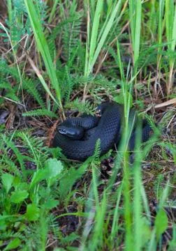 Black snake on a ground. Stock Photos