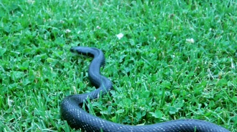 Black Snake (HD) c Stock Footage 721620