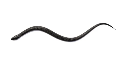 Black Snake isolated on White Background Loopable 3D animation Stock Footage 153466719