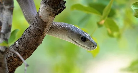 Black snake mamba in a tree, South Africa Stock-Footage 104265484
