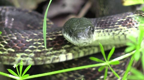 Black snake moves head back and forth Stock Footage 63055958