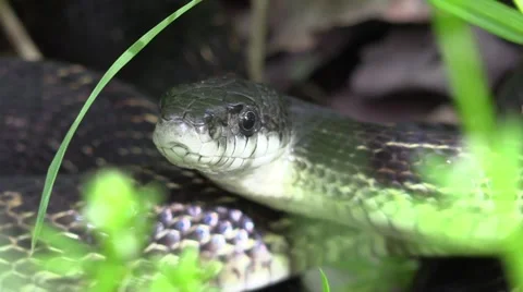 Black snake moves headclose up Stock Footage 63056405