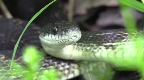 Black snake moves headclose up Stock Footage 63058254