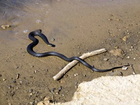 Black snake Stock Photos