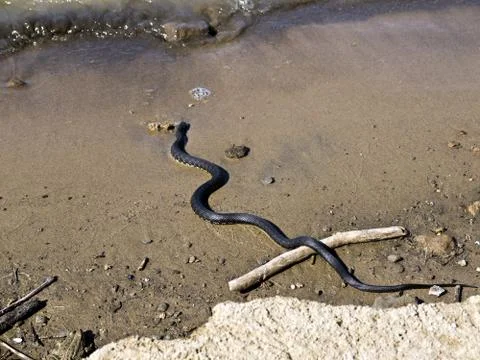 Black snake Stock Photos