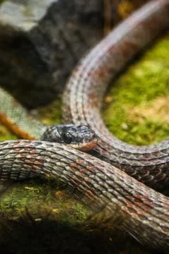 Black snake Stock Photos